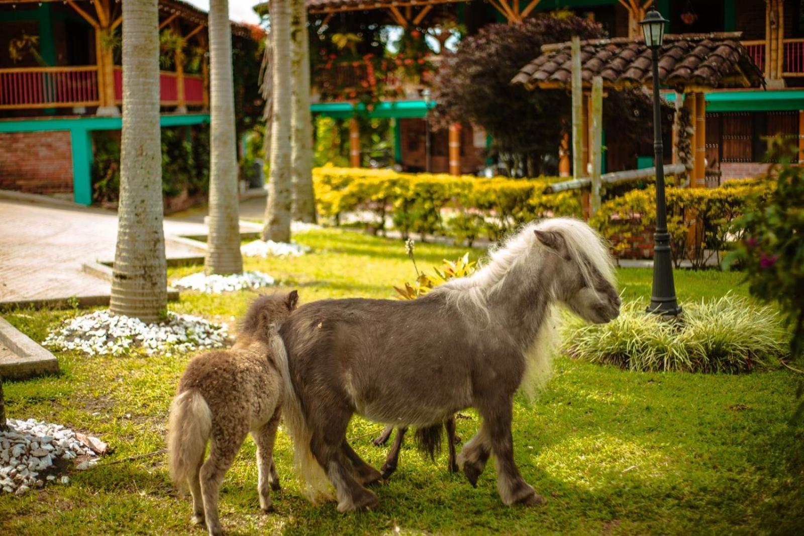 Finca Hotel El Diamante Calarcá Eksteriør bilde
